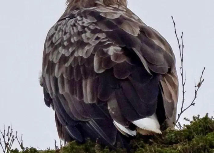 Lofoten Glampingdome * Myrland