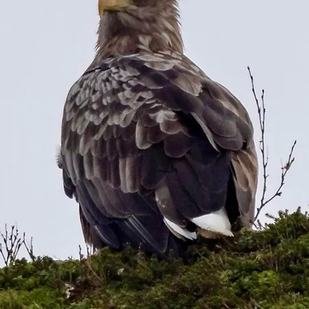 Lofoten Glampingdome * Myrland
